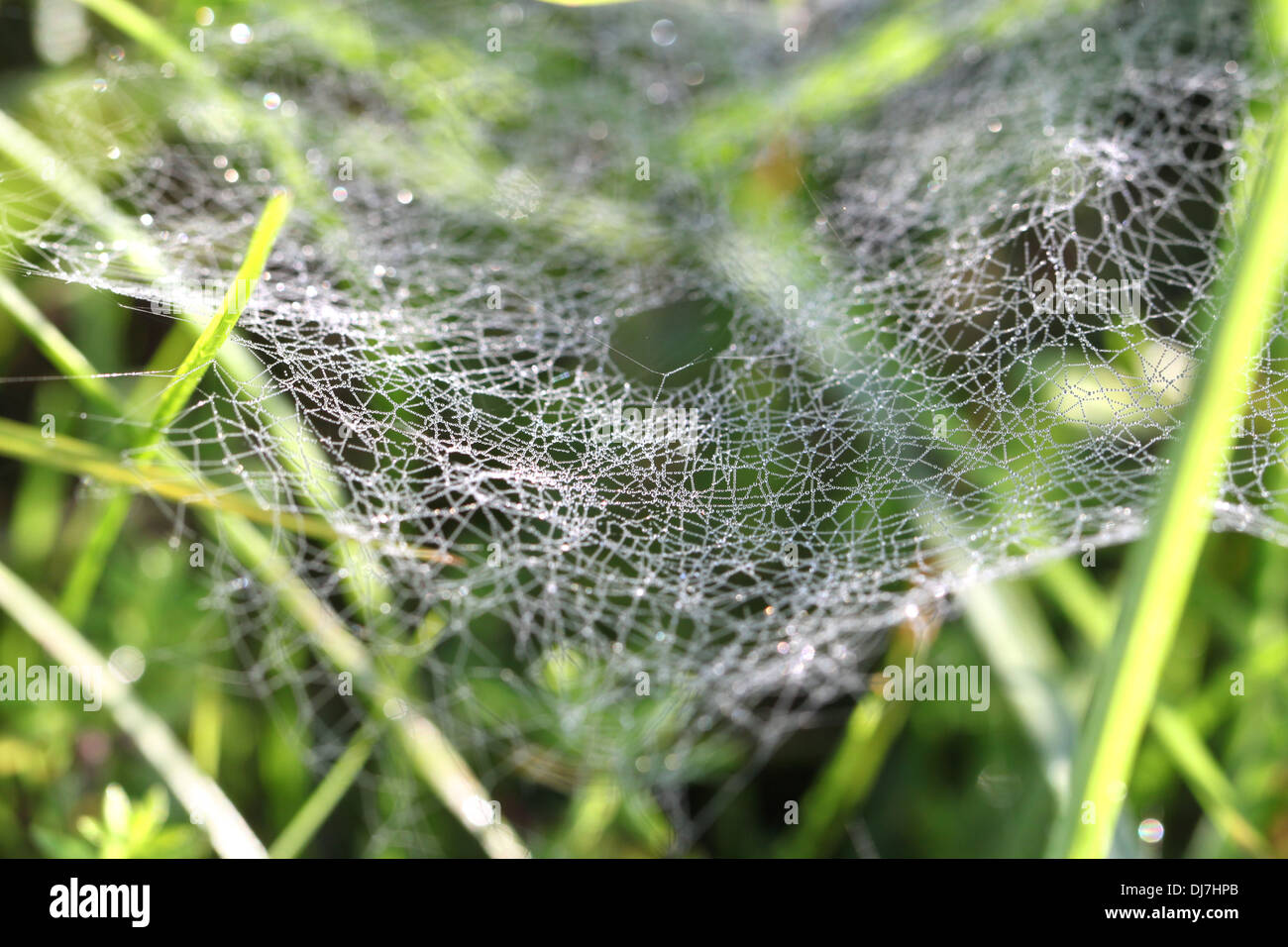 Drops rosy na wide web in the grass Stock Photo
