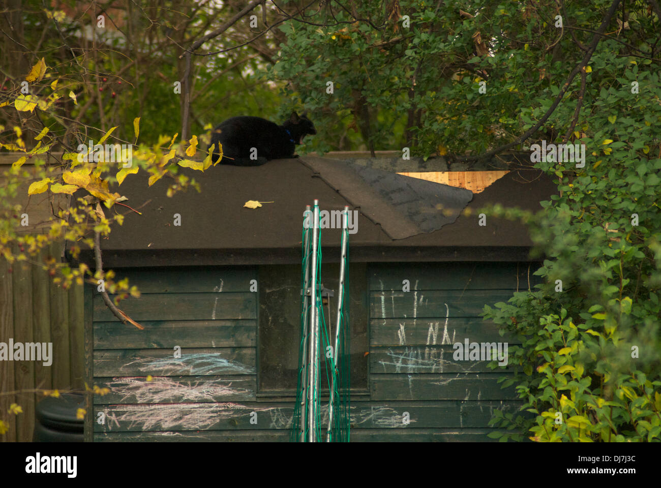 London Uk 24th November 2013 Black Cat On Shed Roof Sydenham Stock Photo Alamy