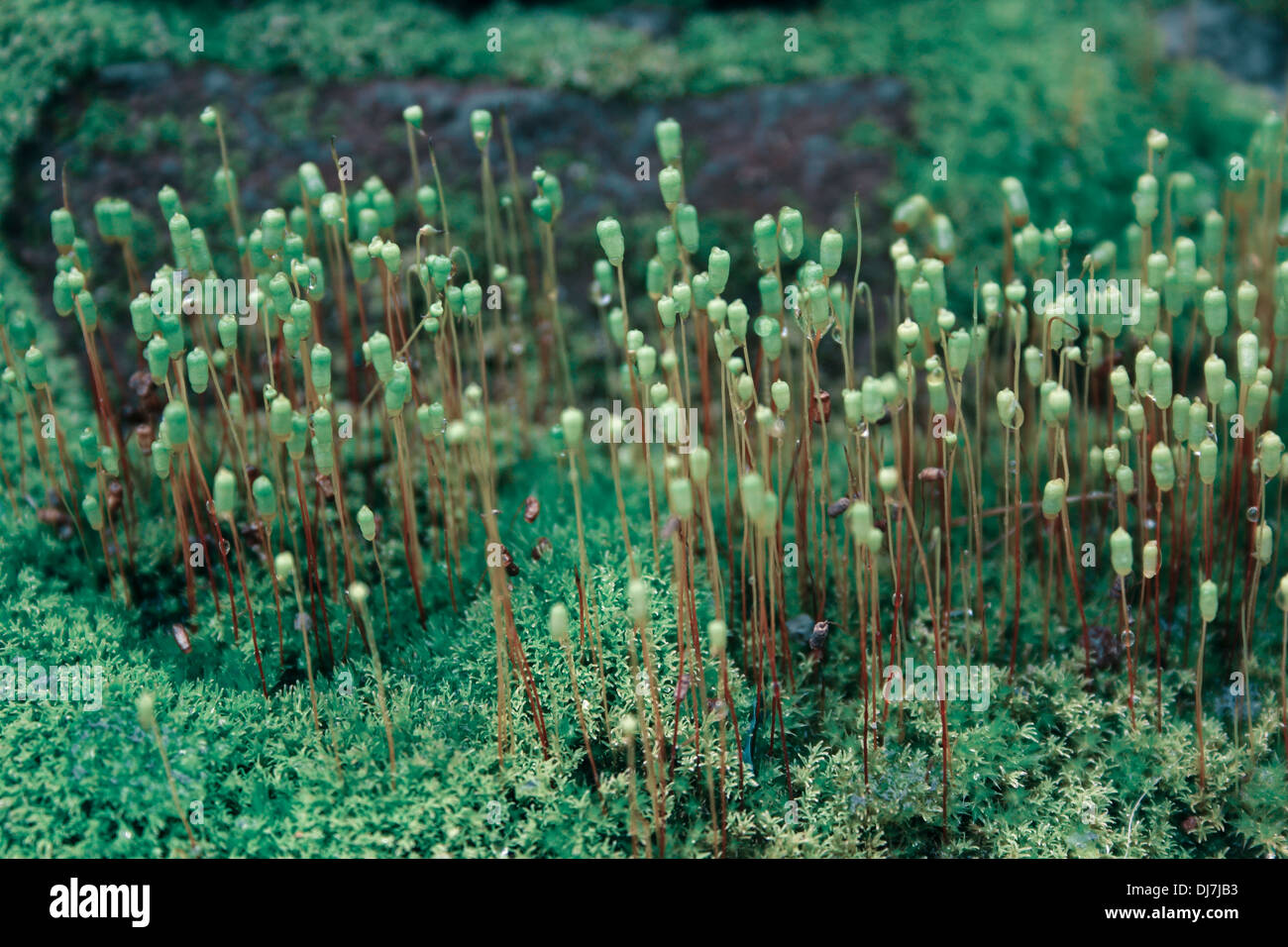 Ceratodon purpureus, dioicous moss Stock Photo