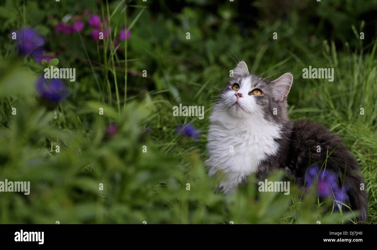 Pretty white and grey domestic house cat looking up in a garden with flowers. Stock Photo
