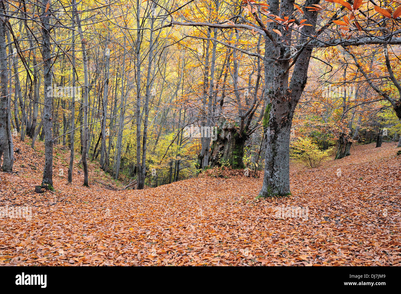 Autumn Pescorocchiano (Rieti) N 2 by andrea quercioli Stock Photo