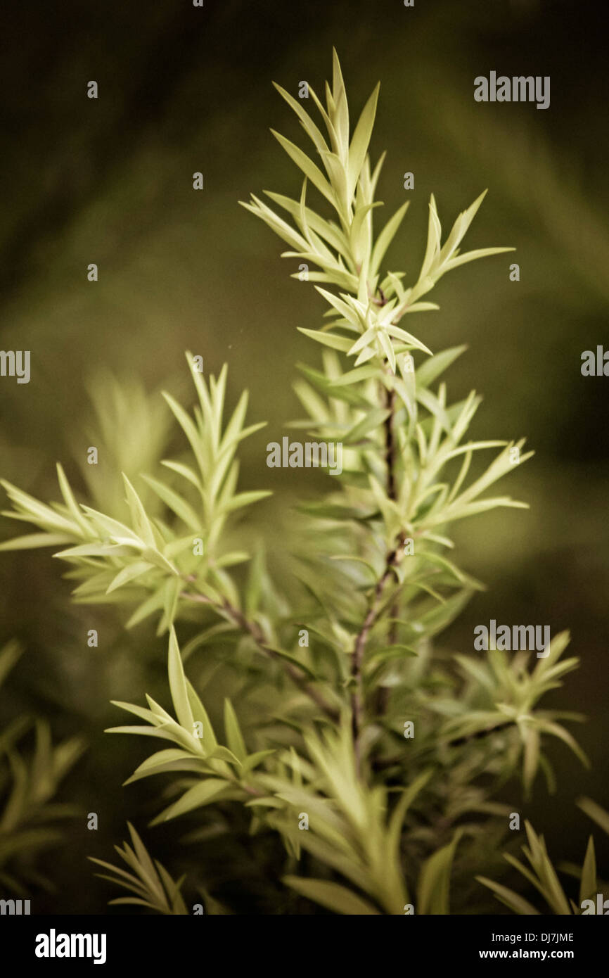 Golden Bottle Brush, River Tea Tree, Black Tea tree, Prickly Leaved Tea