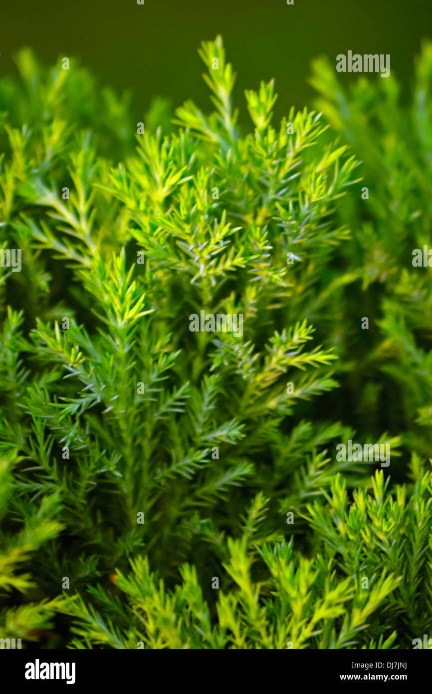 Prickly leaved tea tree hires stock photography and images Alamy