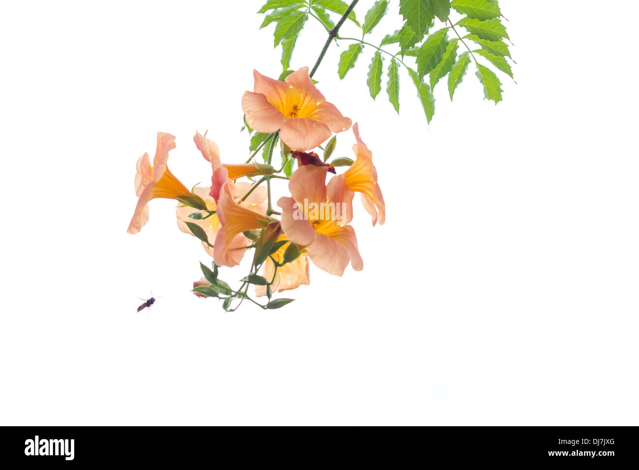 Orange flower with green leaves isolated white Stock Photo