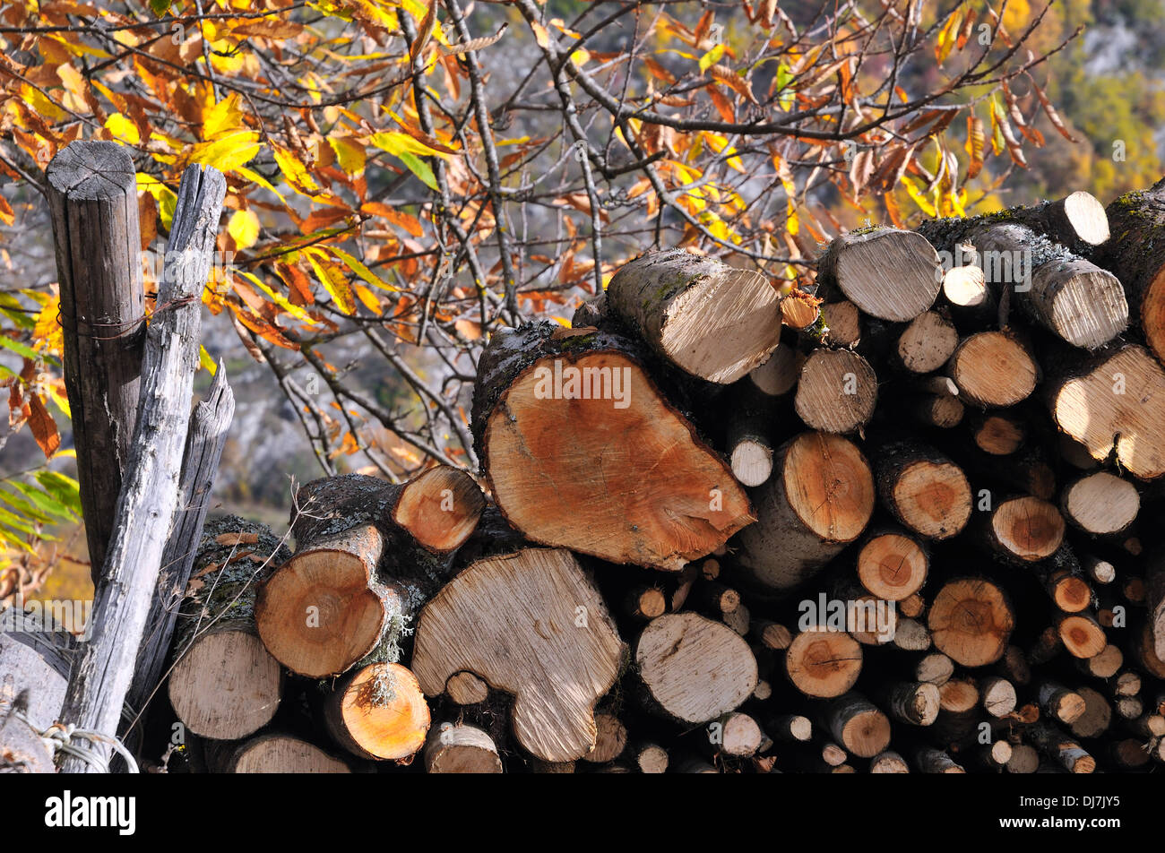 Wood in autumn Pescorocchiano (Rieti) by andrea quercioli Stock Photo