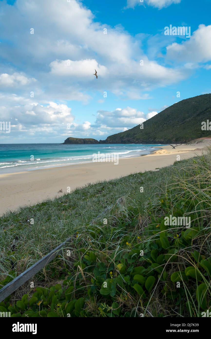 Sooty tern nesting area on Blinky Beach, Lord Howe Island, Australia