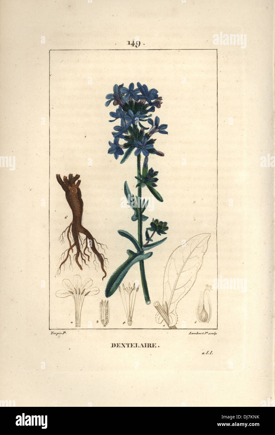 Granger jean pierre hires stock photography and images Alamy