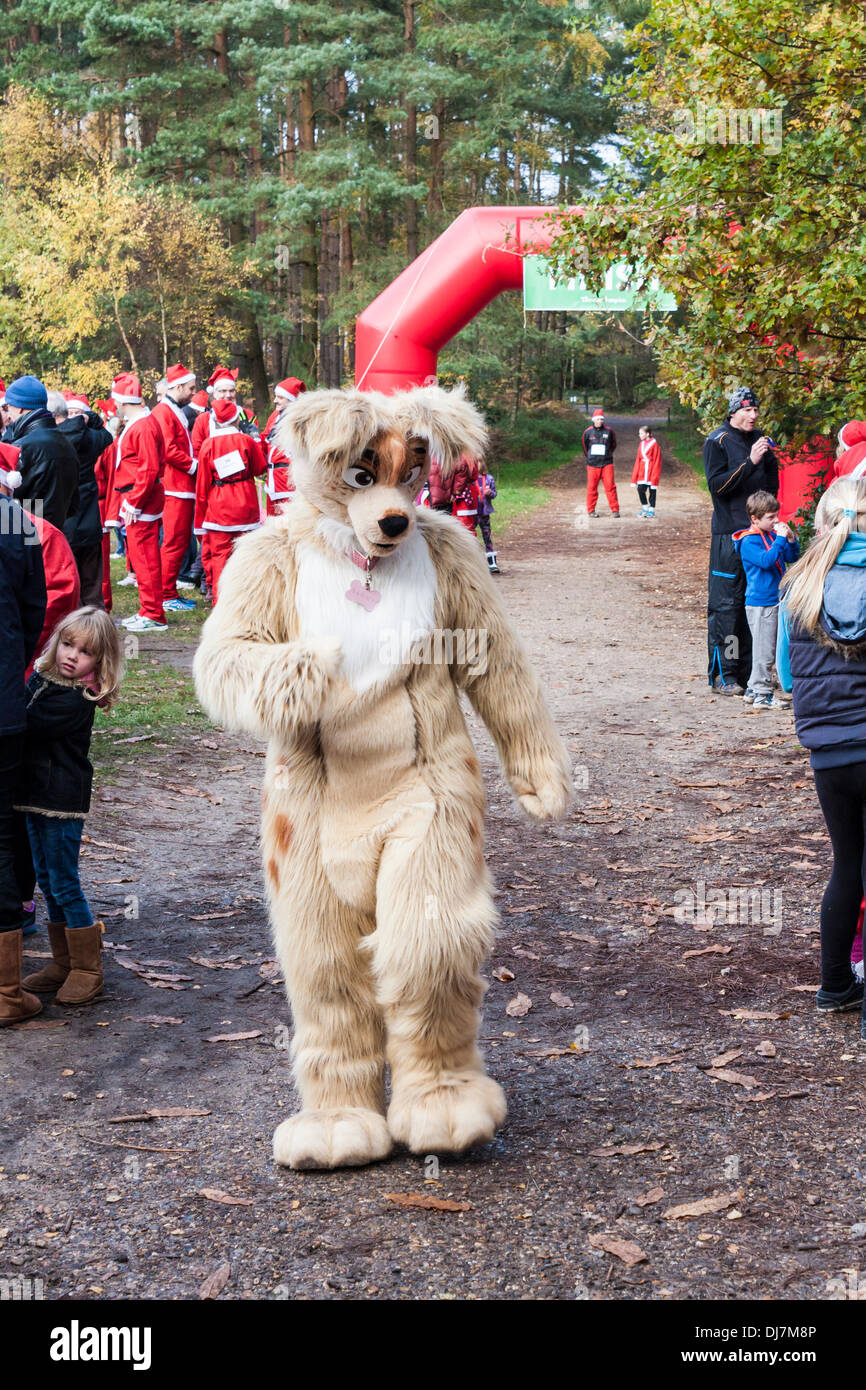 Hundreds of fund-raisers dressed as Santas run in the annual 'Santa Dash' to raise money for the Thames Hospice charity. Swinley Forest, Bracknell, Berkshire, England, GB, UK Stock Photo