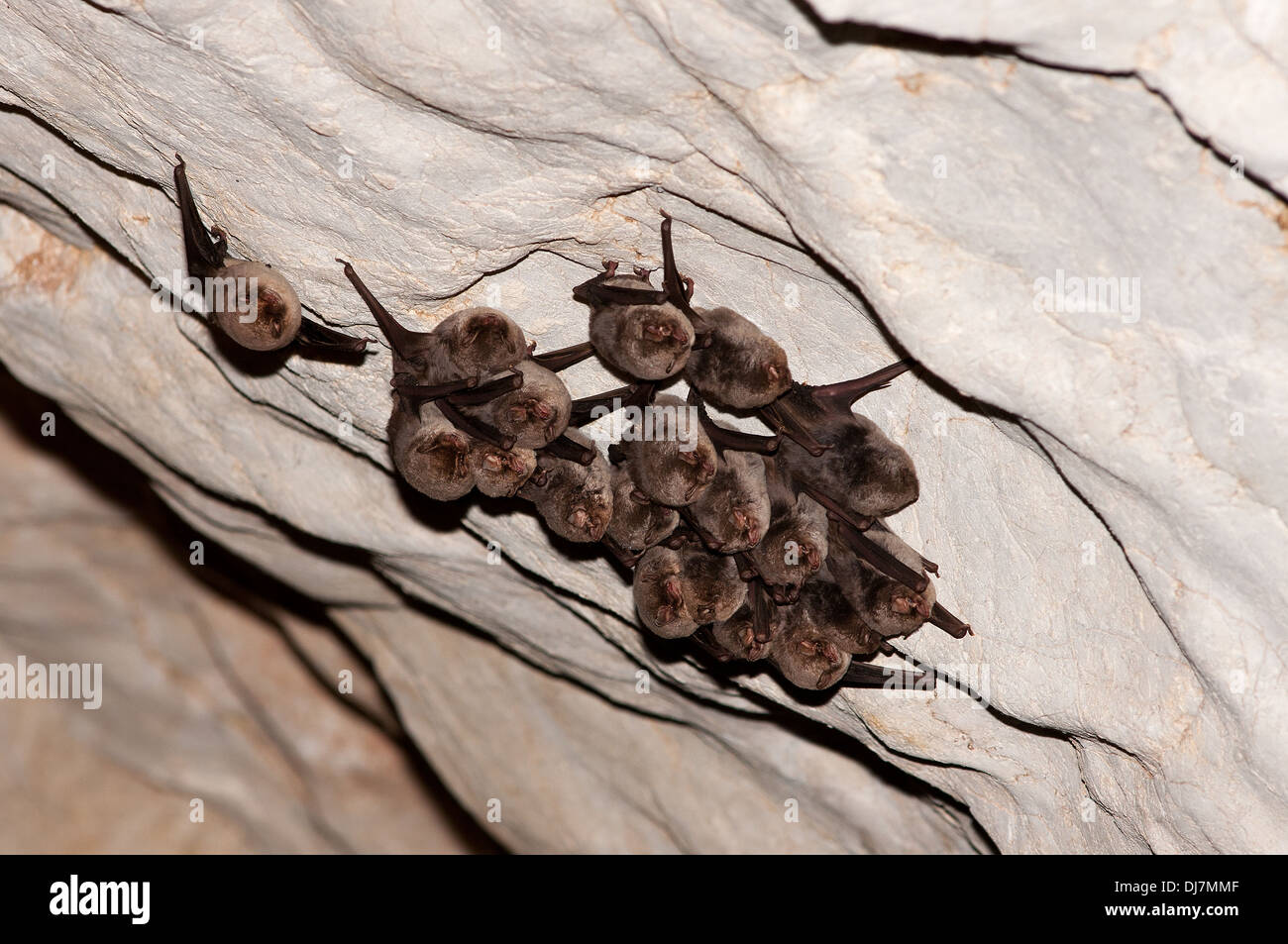 Horizontal portrait of group of Schreibers' bat, Miniopterus schreibersii, hanging from the ceiling of a cave. Stock Photo