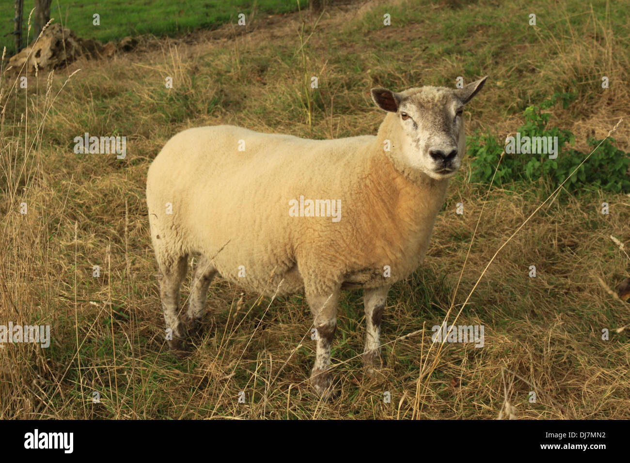 A French Ram Stock Photo - Alamy