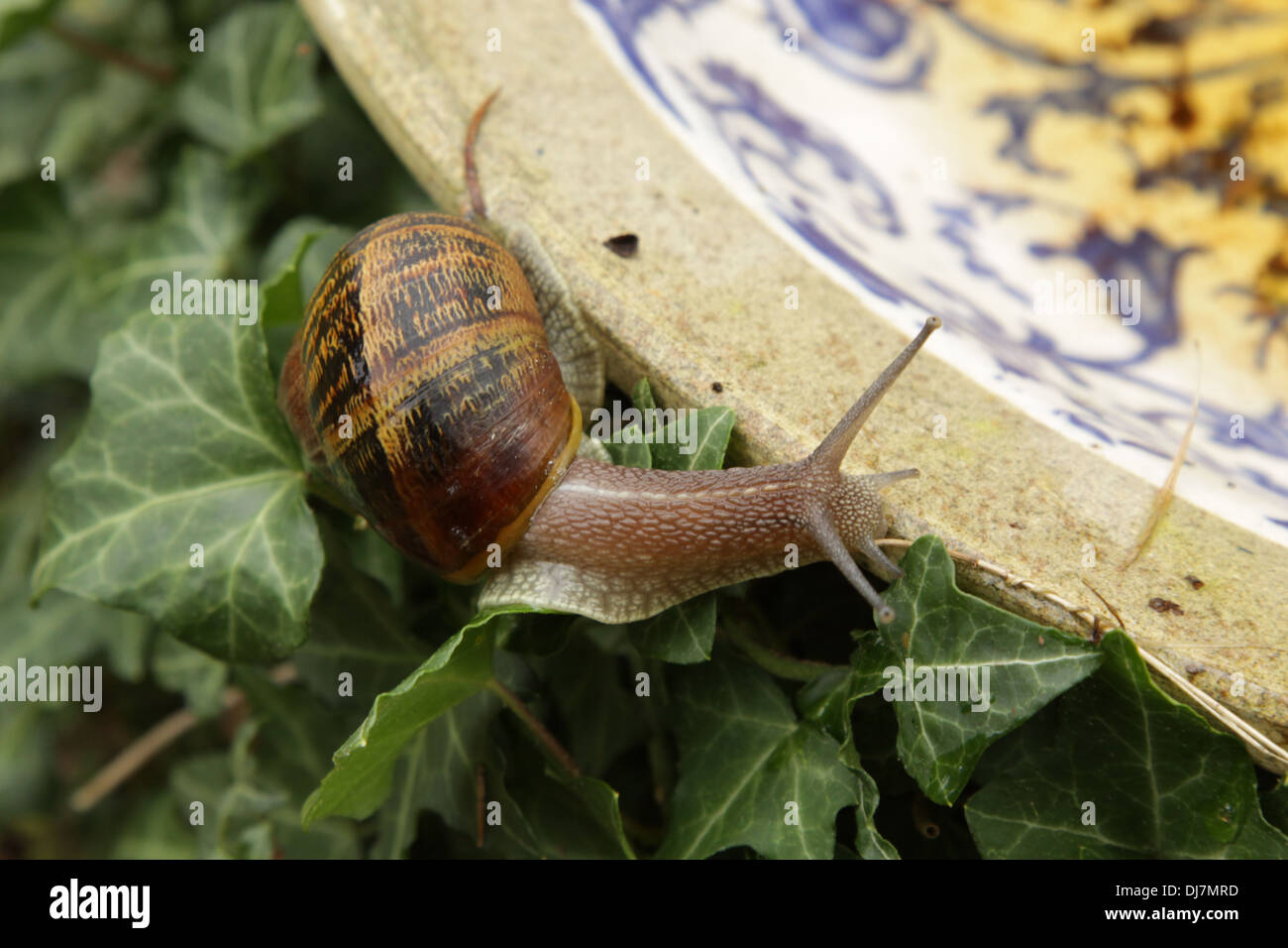 Helix aspersa, the common garden snail Stock Photo - Alamy