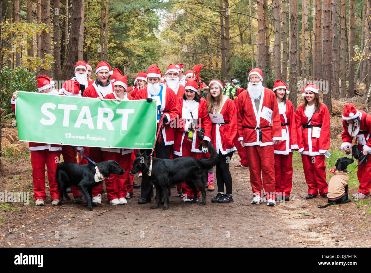 Hundreds of fund-raisers dressed as Santas run in the annual 'Santa Dash' to raise money for the Thames Hospice charity. Swinley Forest, Bracknell, Berkshire, England, GB, UK Stock Photo