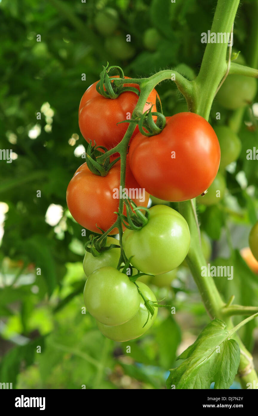 branch of red tomatoes with ripe and unripe vegetables Stock Photo