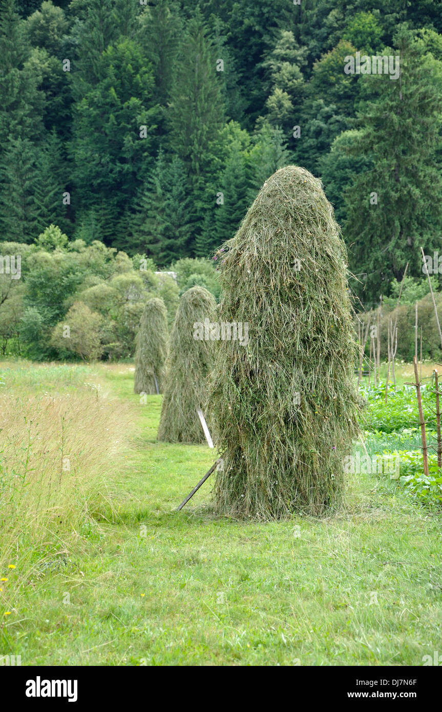 green hay mow in Ukrainian Carpathian Stock Photo