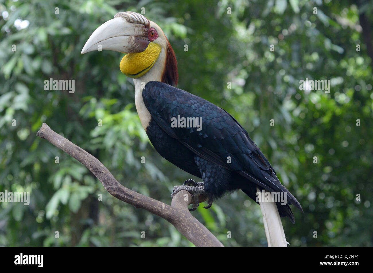 Burung Enggang High Resolution Stock Photography and Images - Alamy