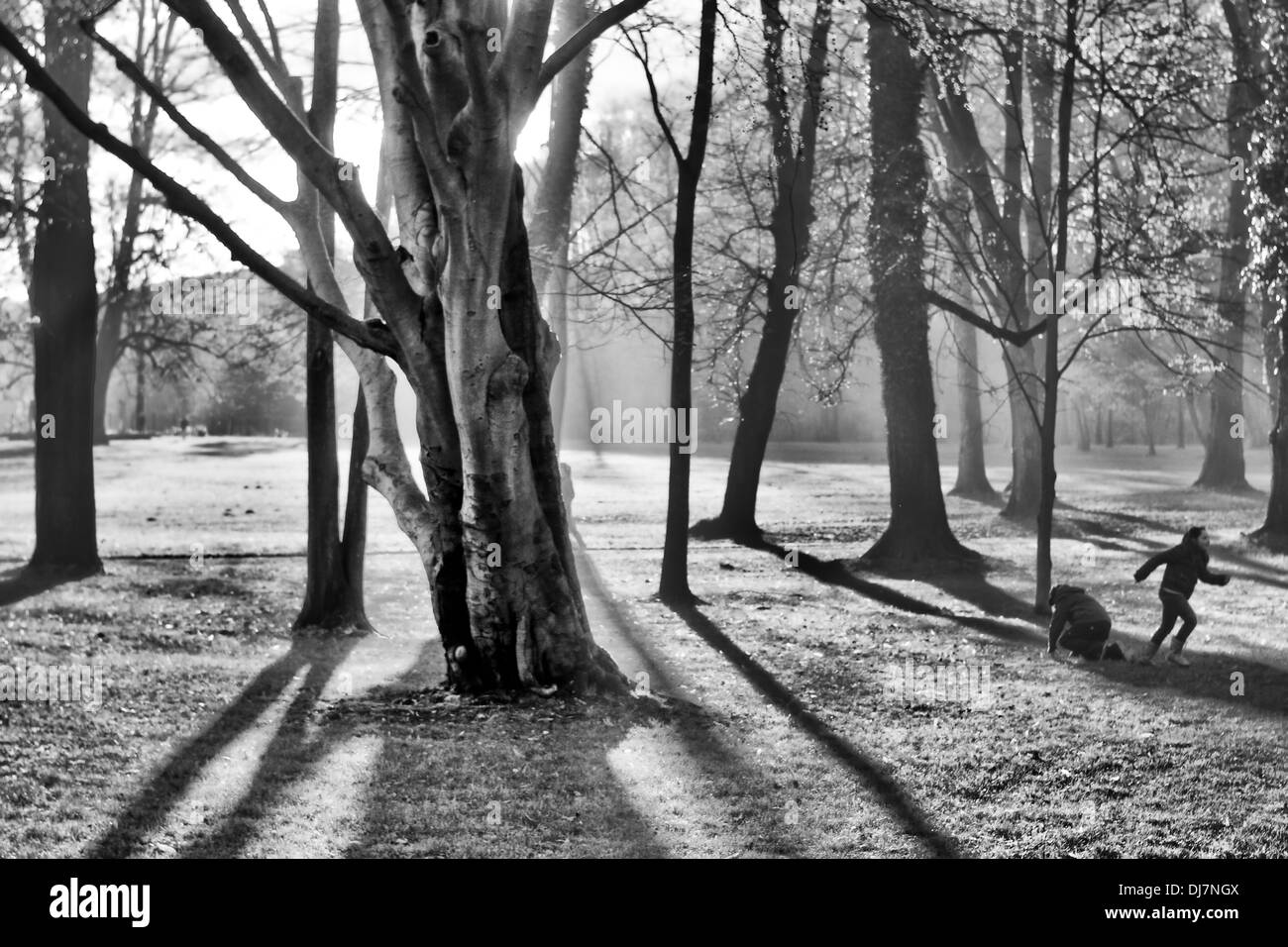 Trees and shadows in park Stock Photo