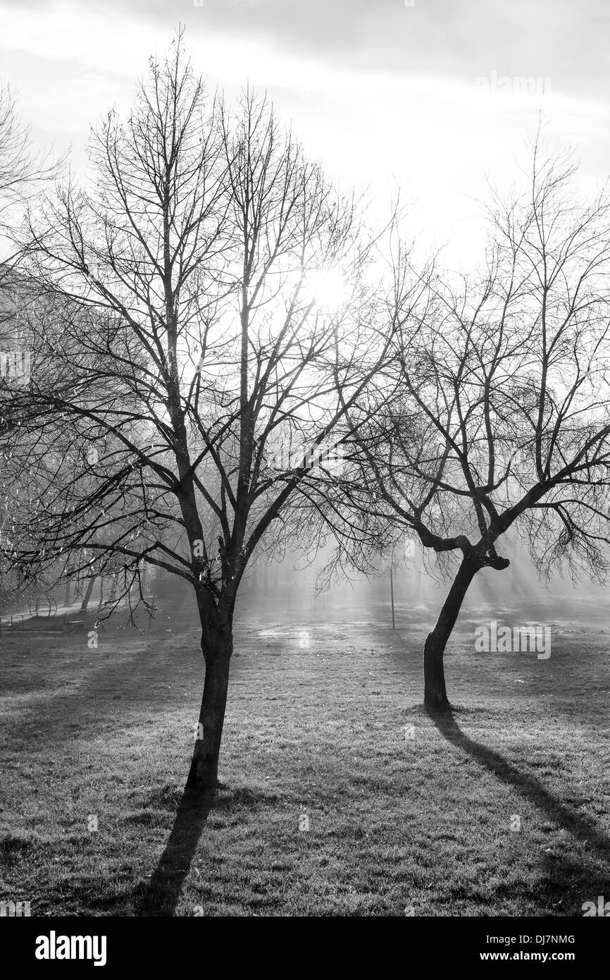 Trees early morning Stock Photo