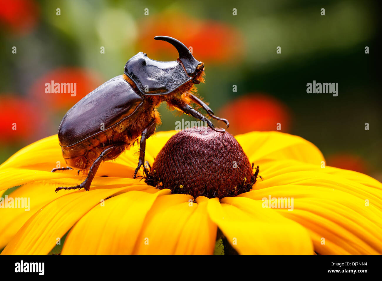Rhino Beetle on Flower Stock Photo