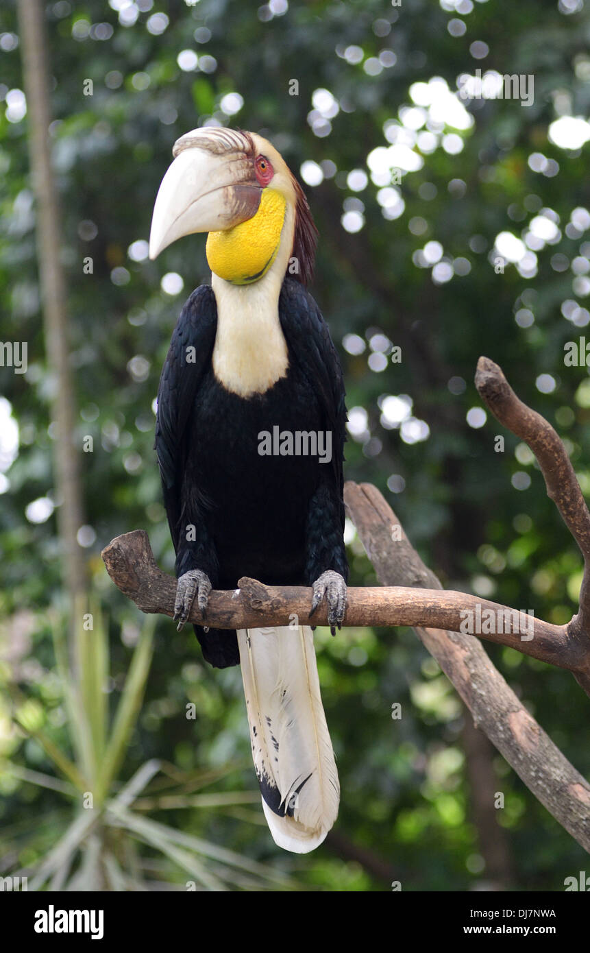 Enggang Bird Buceros Stock Photo Alamy