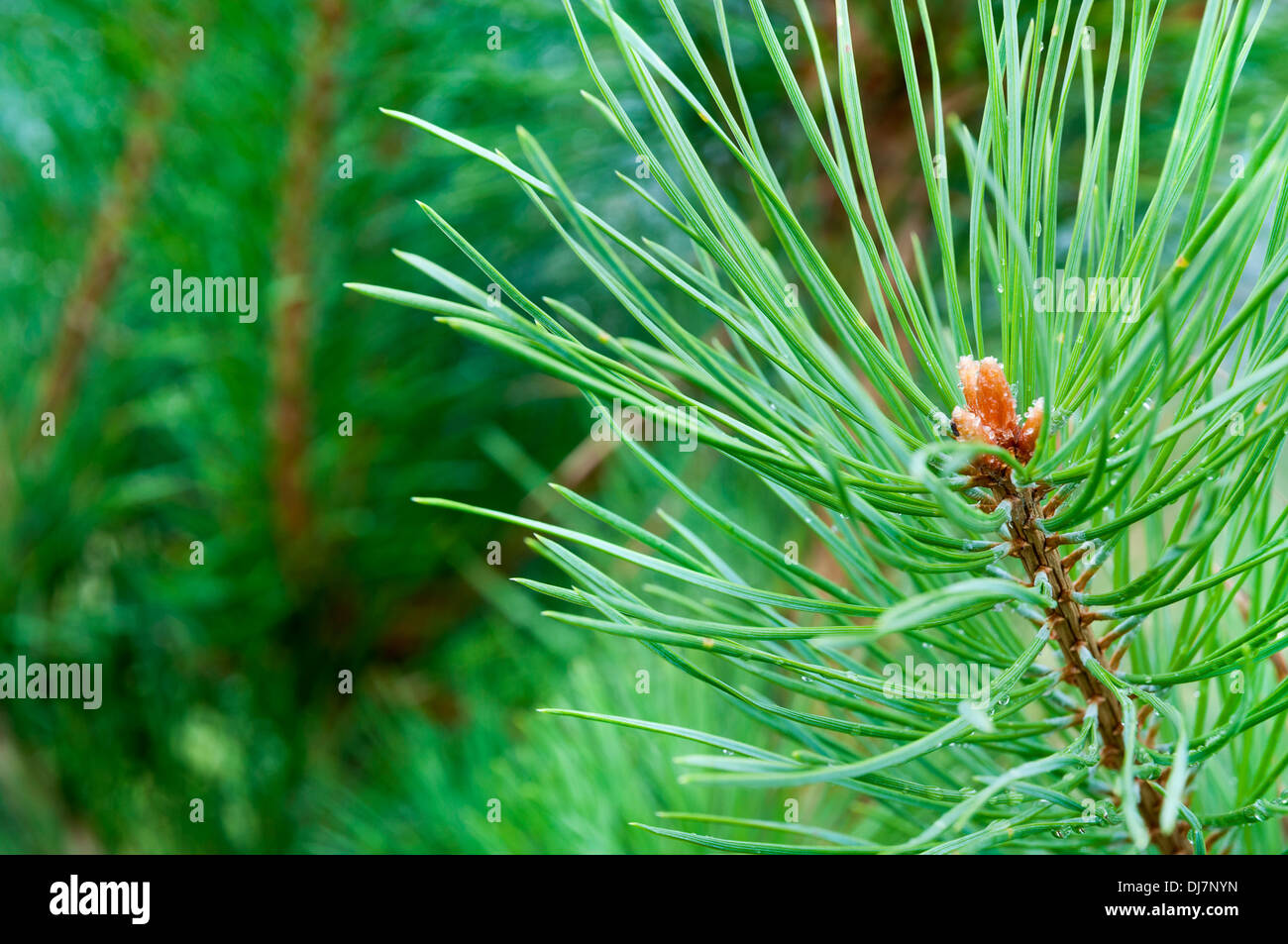 pine branch with bud close up Stock Photo