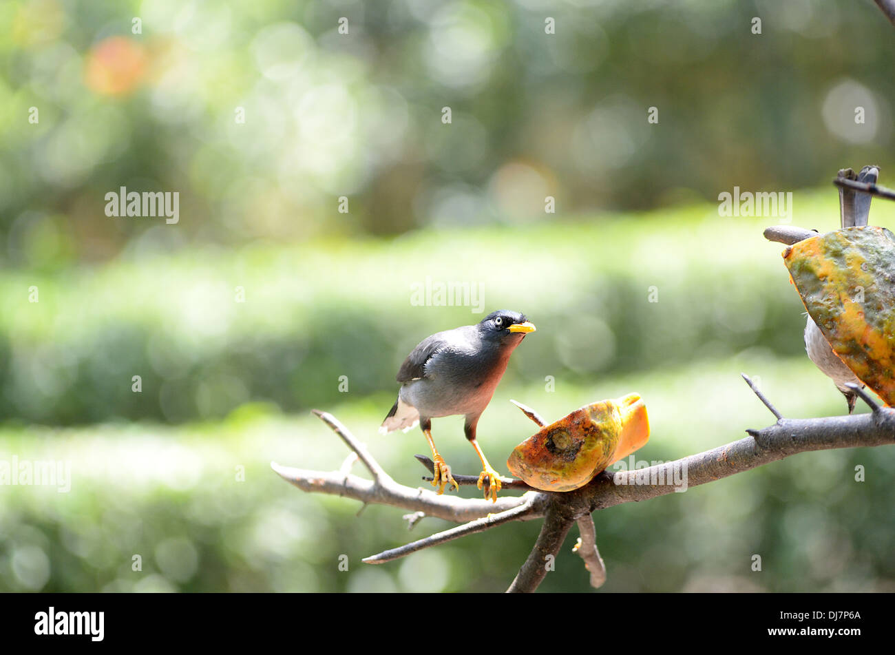 Burung Jalak Starling Bird Acridotheres Javanicus Stock Photo
