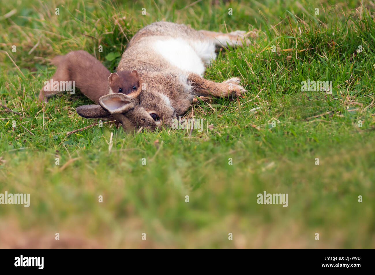 Stoat Mustela erminea with freshly killed rabbit Stock Photo