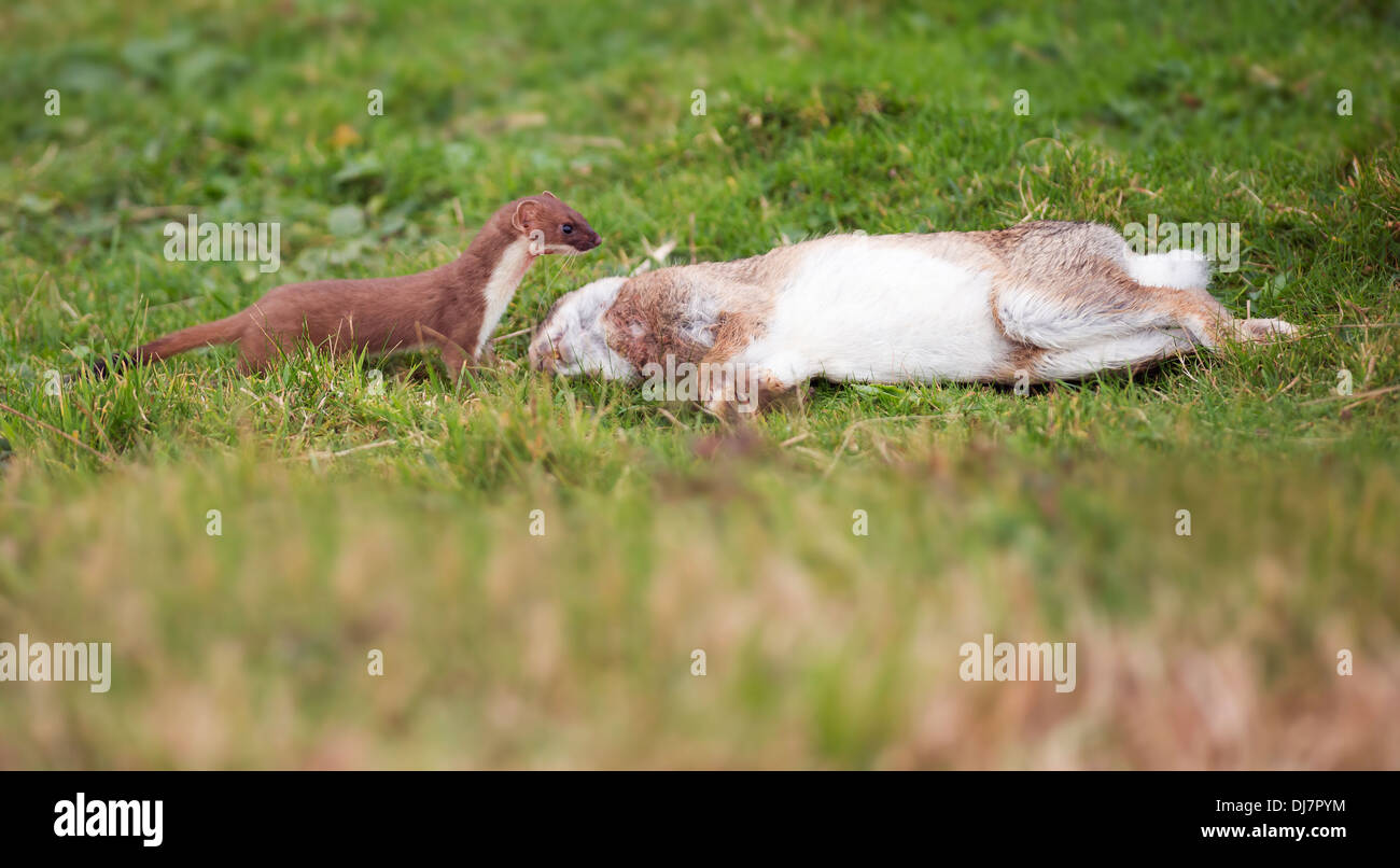 Stoat prey hi-res stock photography and images - Alamy