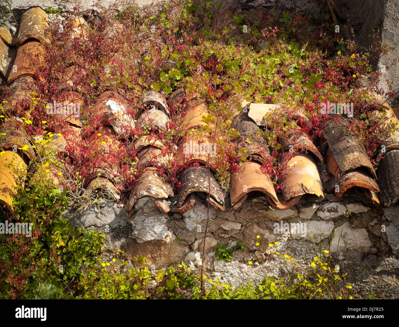 Part of an old roof with lush vegetation on it. Stock Photo