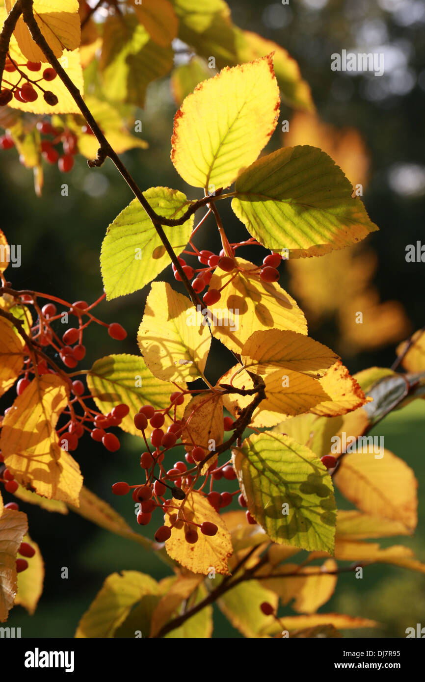 Alder-leafed Whitebeam or Korean Whitebeam, Sorbus alnifolia, Rosaceae. East Asia. Syn. Aria alnifolia. Aka Water Elm Rowan. Stock Photo