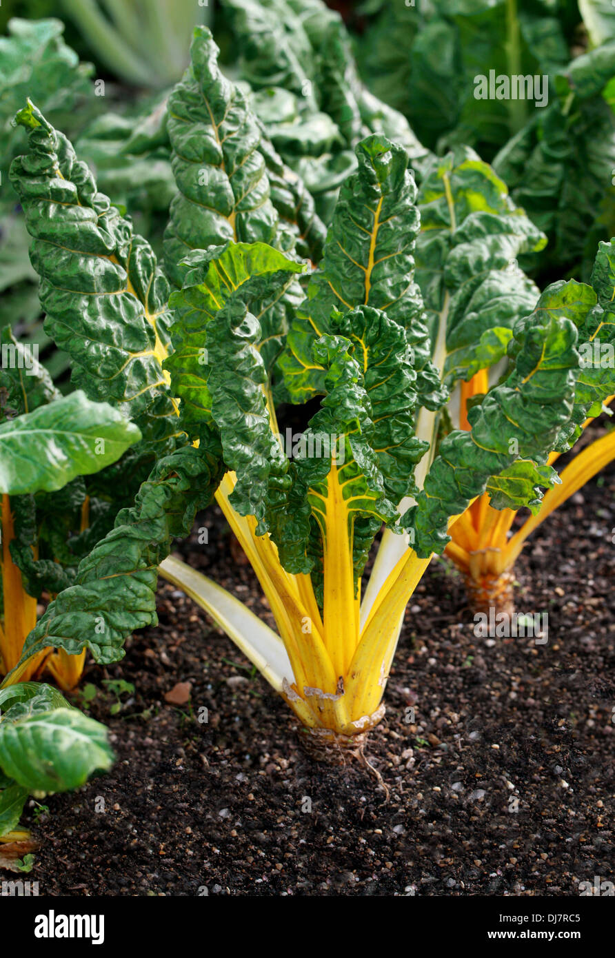 Chard, Beta vulgaris, Amaranthaceae. Yellow stemmed cultivar. A leafy