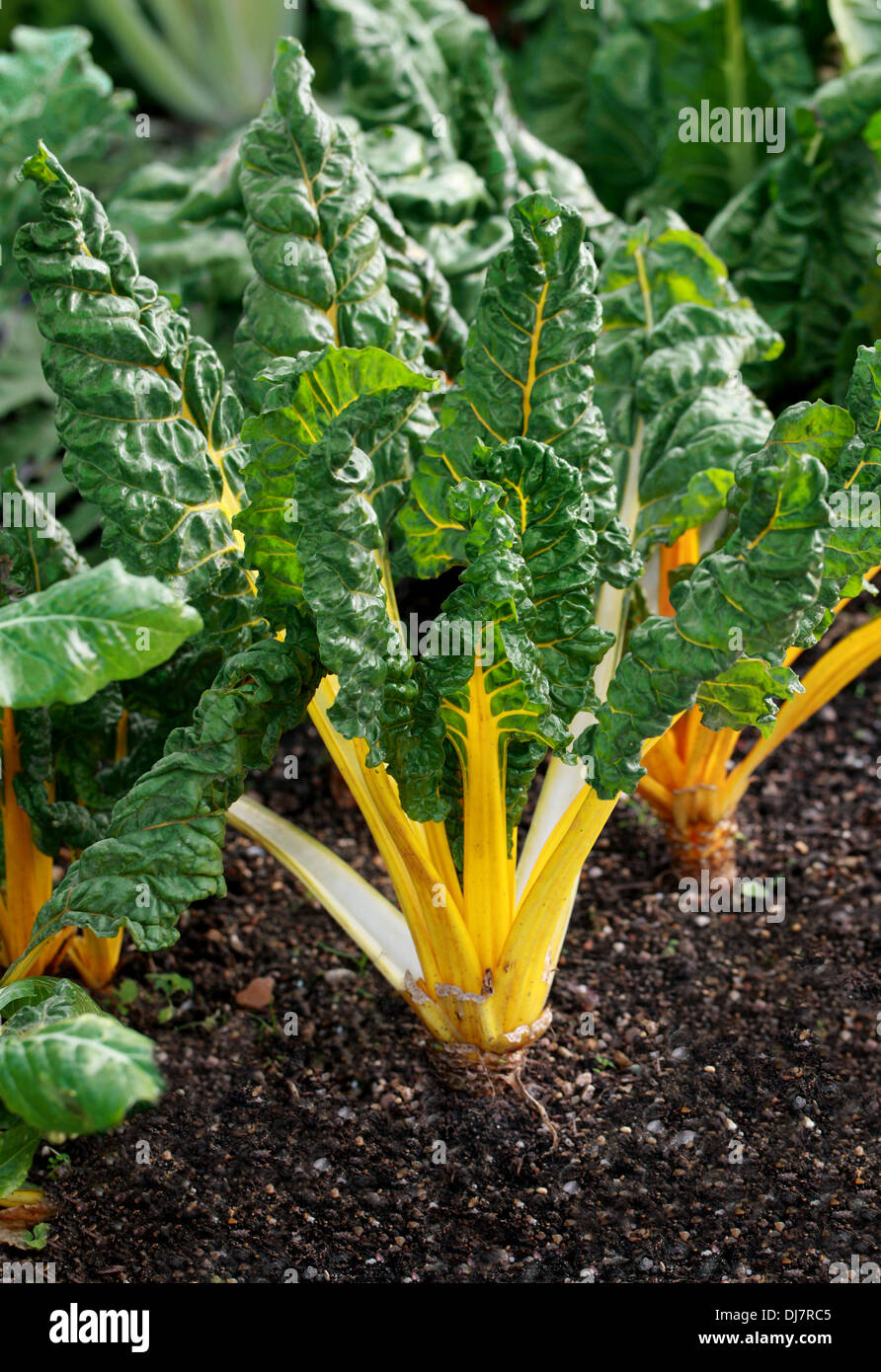 Chard, Beta vulgaris, Amaranthaceae. Yellow stemmed cultivar. A leafy green vegetable often used in Mediterranean cooking. Stock Photo