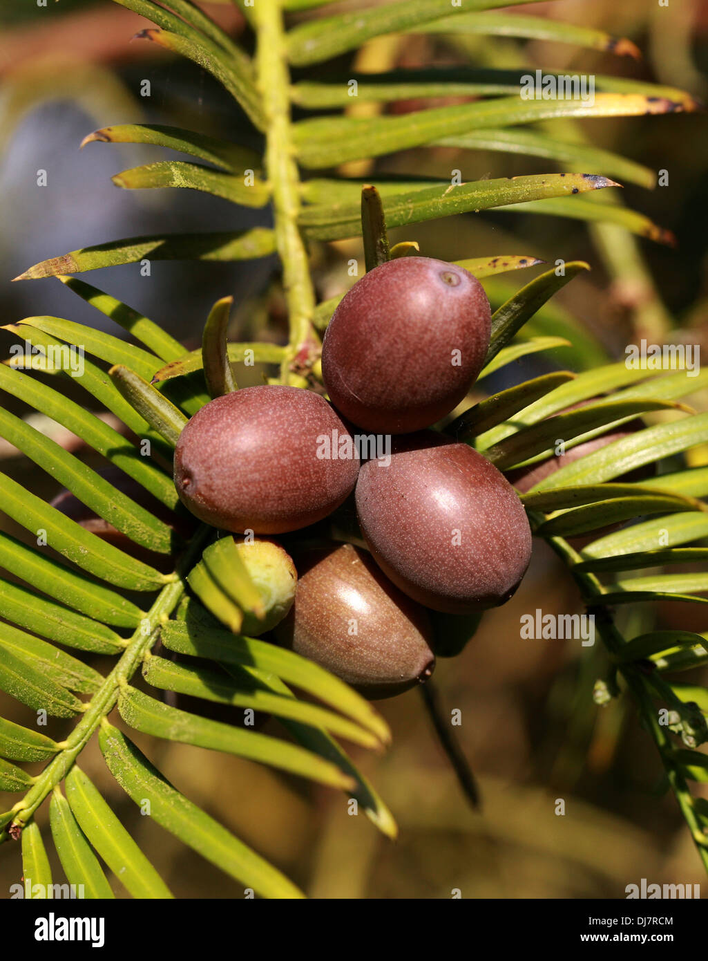 Chinese Plum Yew, Cephalotaxus fortunei, Cephalotaxaceae. China, Burma. Aka Plum Yew, Chinese Cowtail Pine. Stock Photo