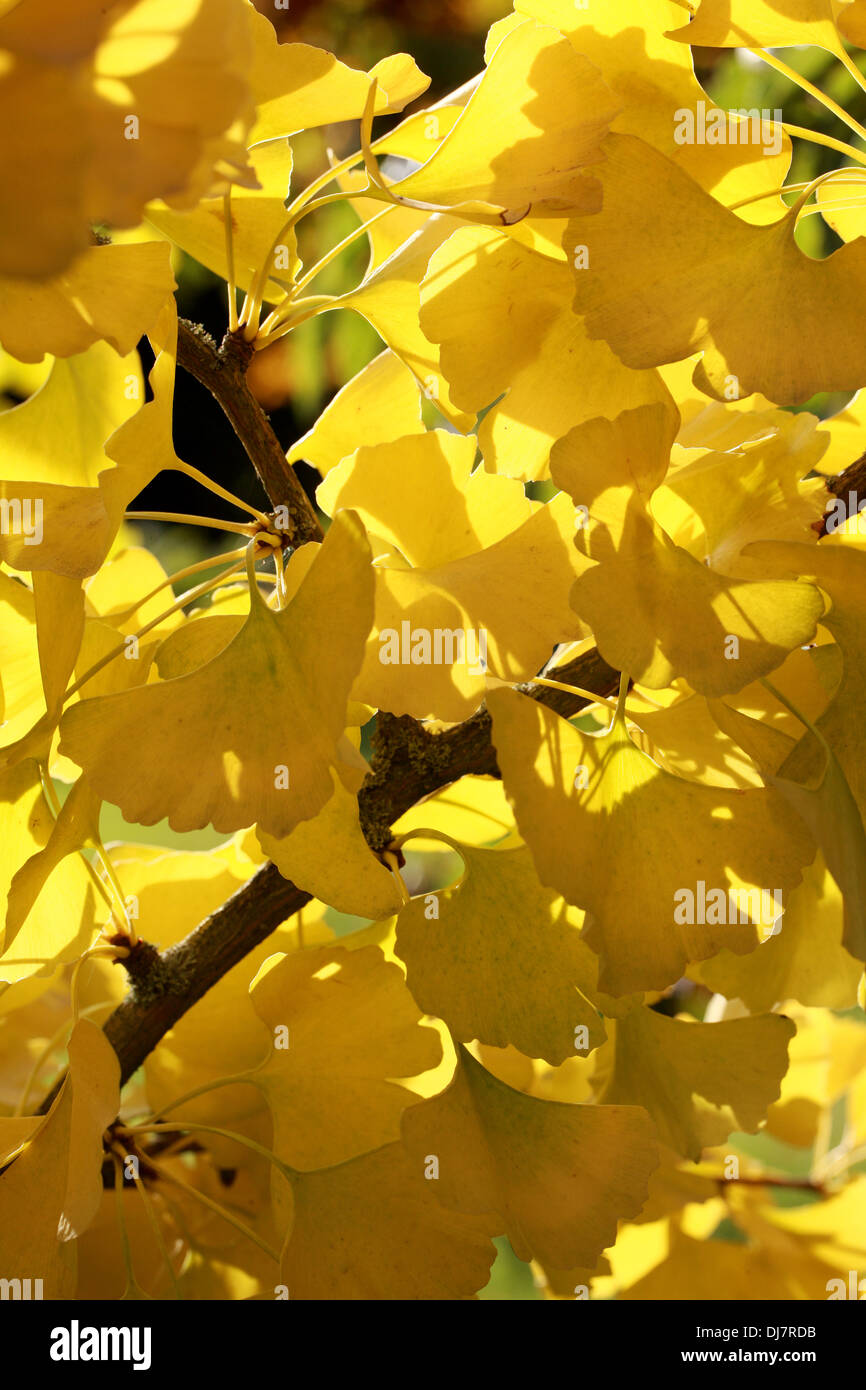 Maidenhair Tree, Ginkgo biloba, Ginkgoaceae. South East China. In Autumn Colour. Stock Photo