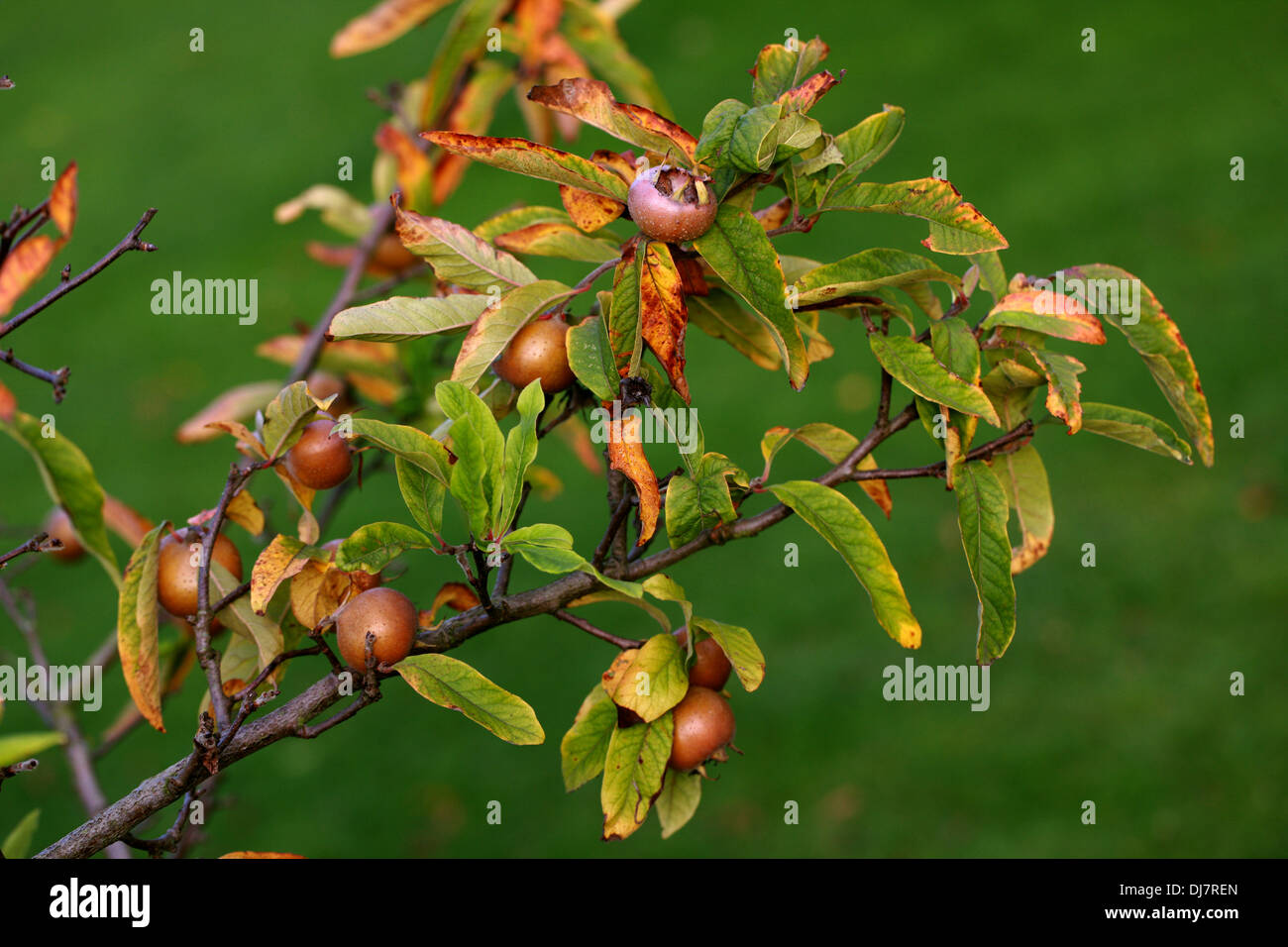 Common Medlar, Mespilus germanica, Rosaceae. Indigenous to southwest Asia and southeastern Europe. Stock Photo