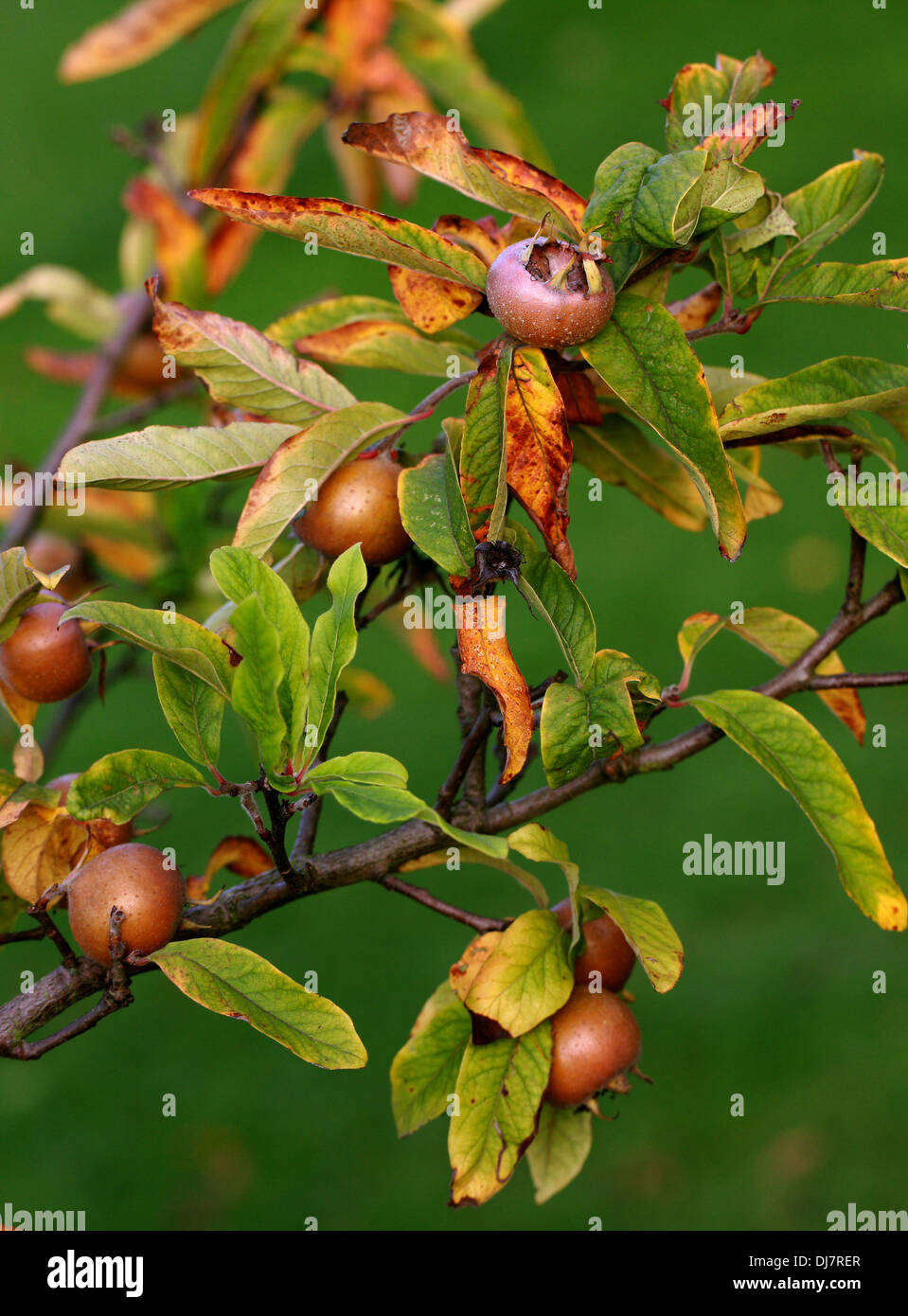 Common Medlar, Mespilus germanica, Rosaceae. Indigenous to southwest Asia and southeastern Europe. Stock Photo