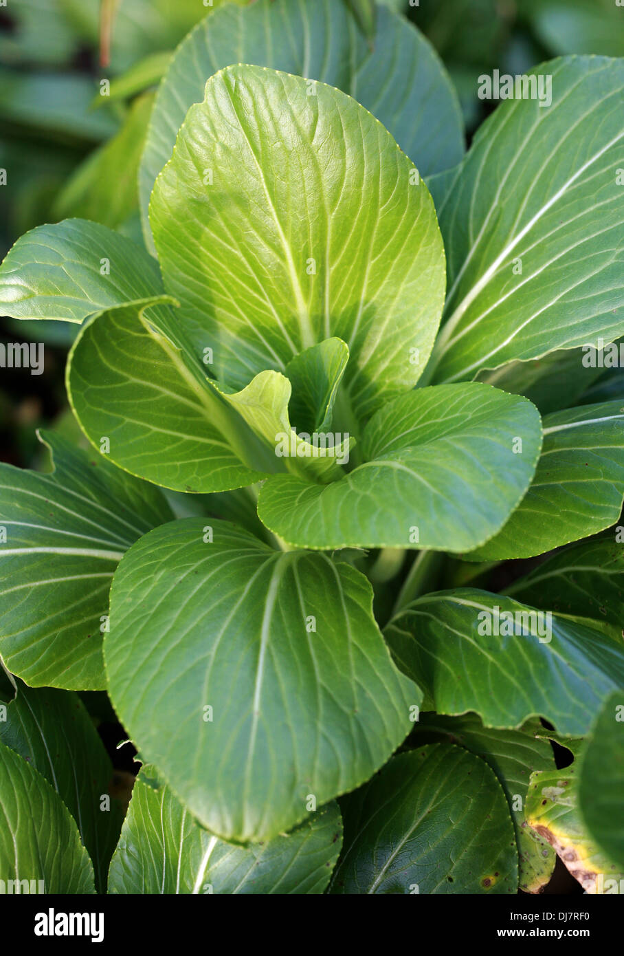 Chinese Cabbage or Pak Choi, Brassica rapa chinensis 'Ivory', Brassicaceae. Aka. Bok choi, Bok choy or Pak choy. Stock Photo