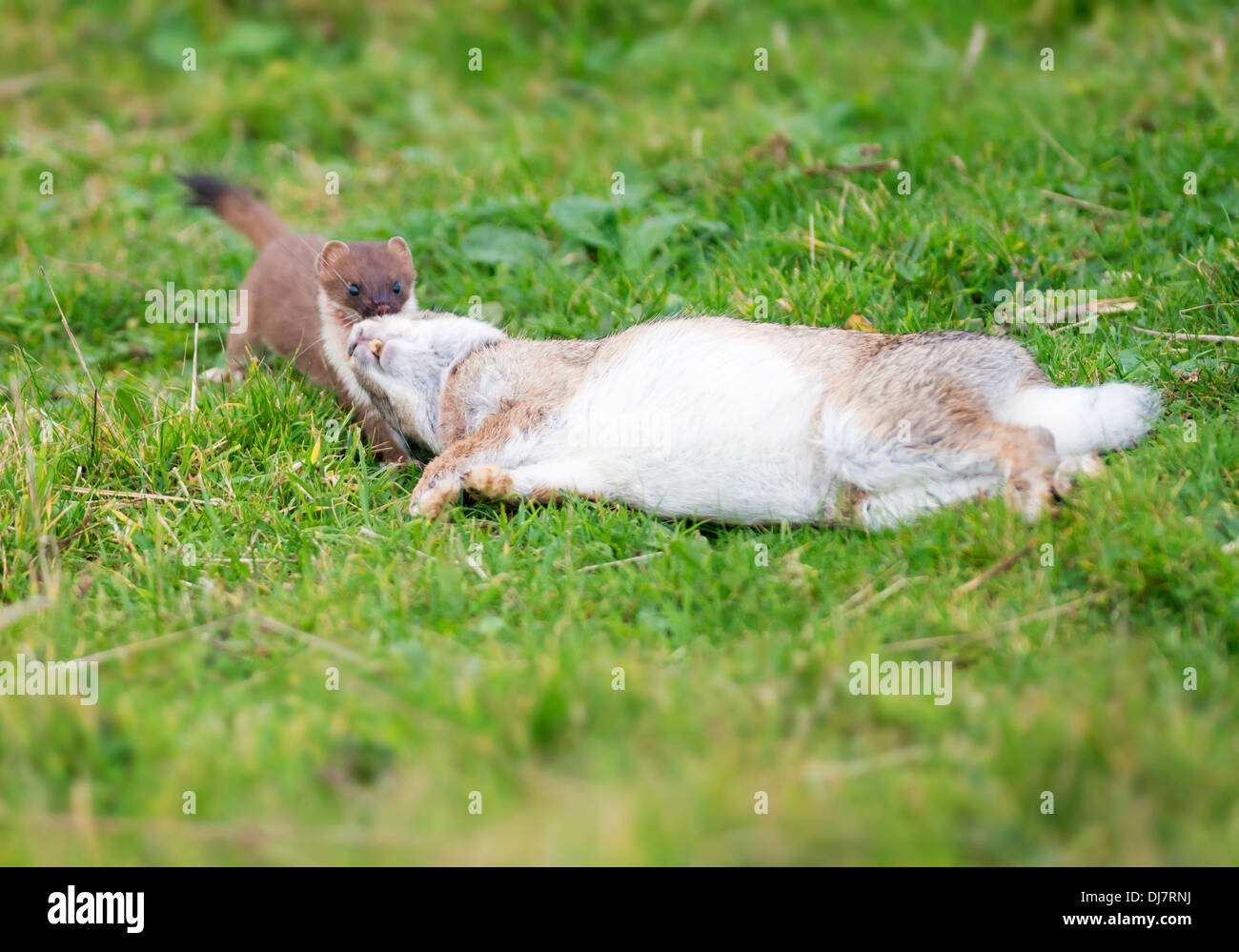 Stoat Mustela erminea dragging freshly killed rabbit Stock Photo Alamy