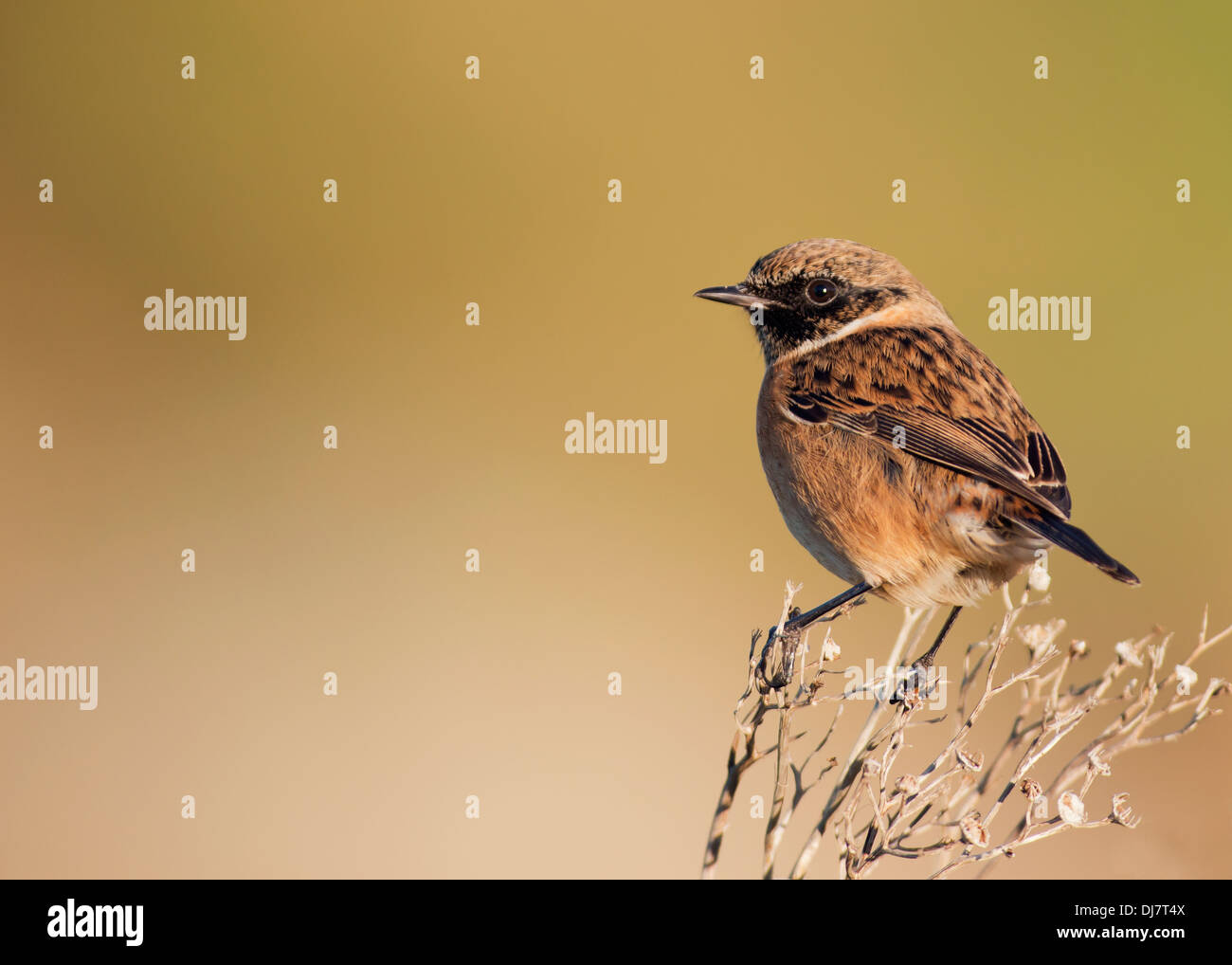 Male Stonechat Saxicola torquata in Autumn plumage perched in low evening sunlight Stock Photo