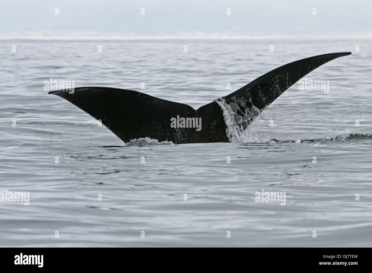 A Southern Right Whale's Tail of The Coast Of South Africa Stock Photo ...