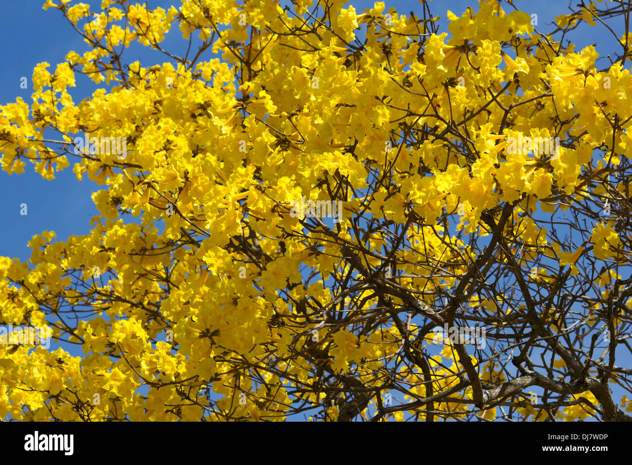 (Tabebuia chrysotricha) Golden trumpet tree blossoms against blue sky Stock Photo
