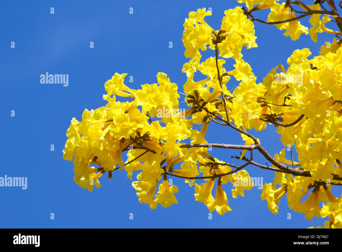 (Tabebuia chrysotricha) Golden trumpet tree blossoms against blue sky Stock Photo
