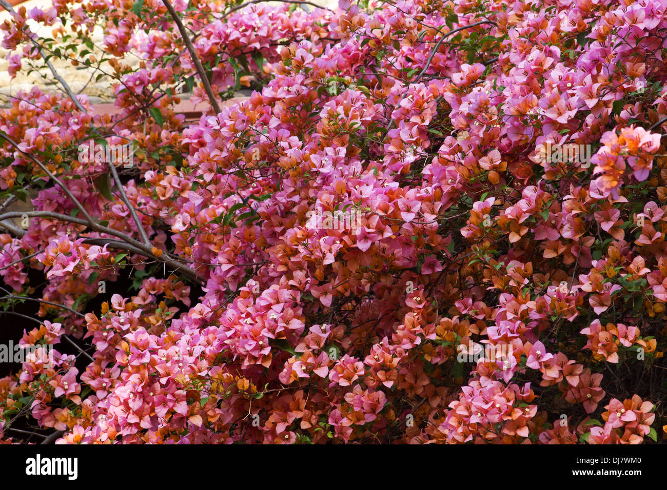 Bougainvillea plant in bloom Stock Photo