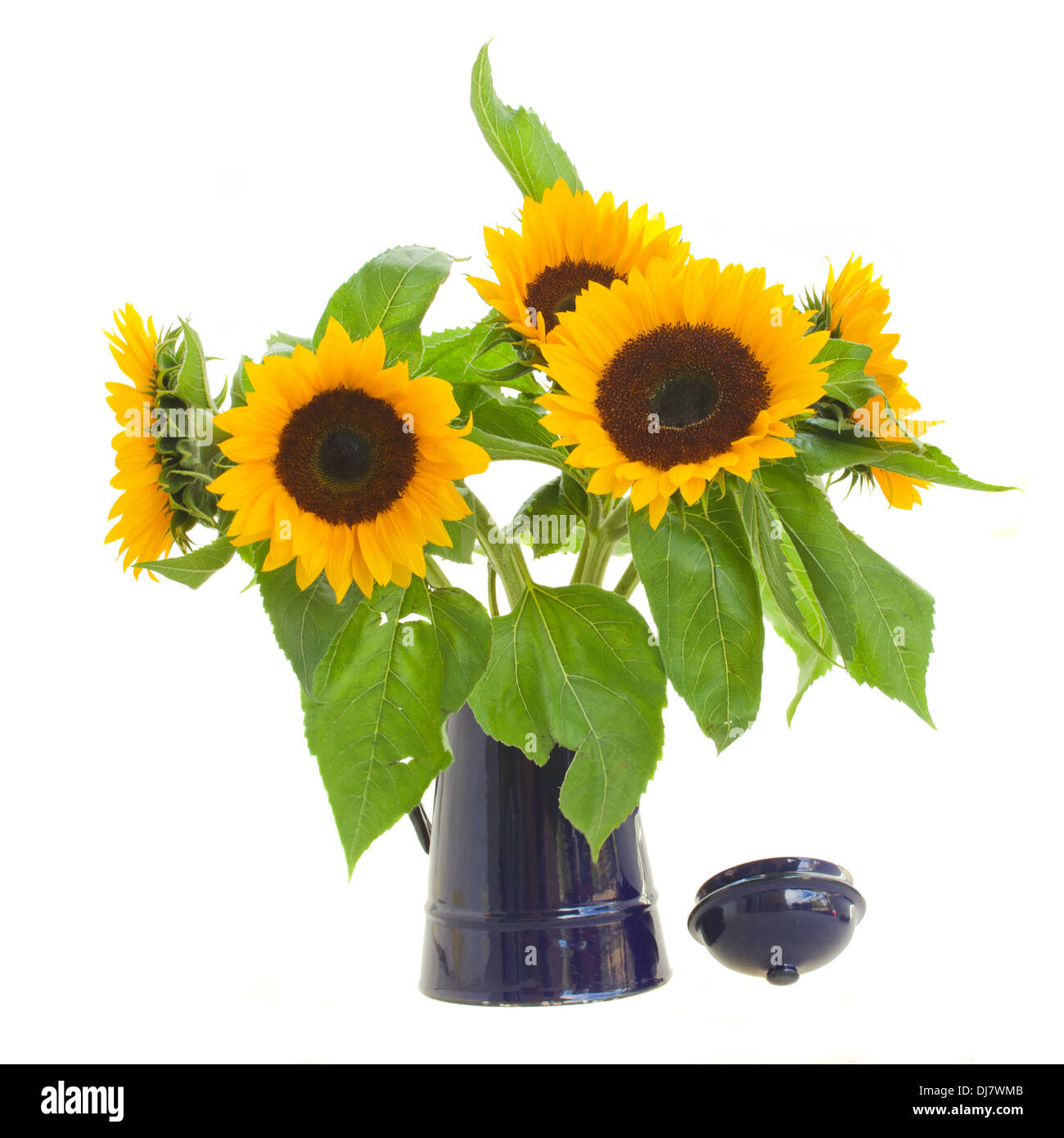 sunflowers in flower pot Stock Photo - Alamy