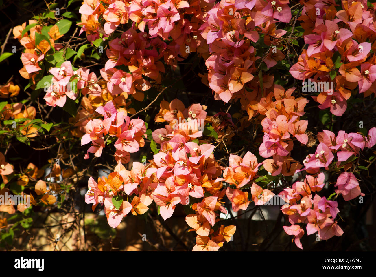 Bougainvillea plant in bloom Stock Photo