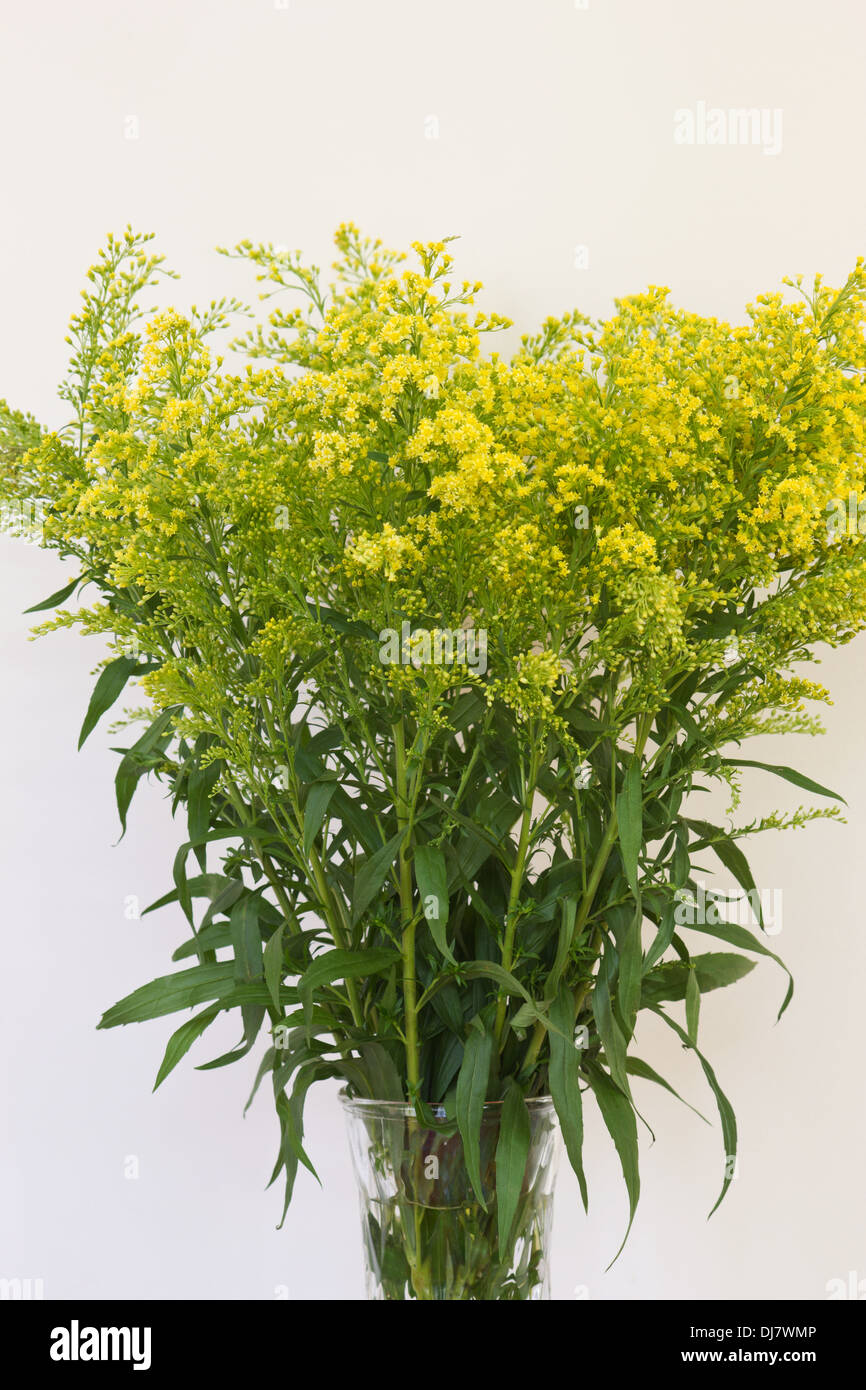 Canada golden-rod (Solidago canadensis) flowers in a vase on white background Stock Photo