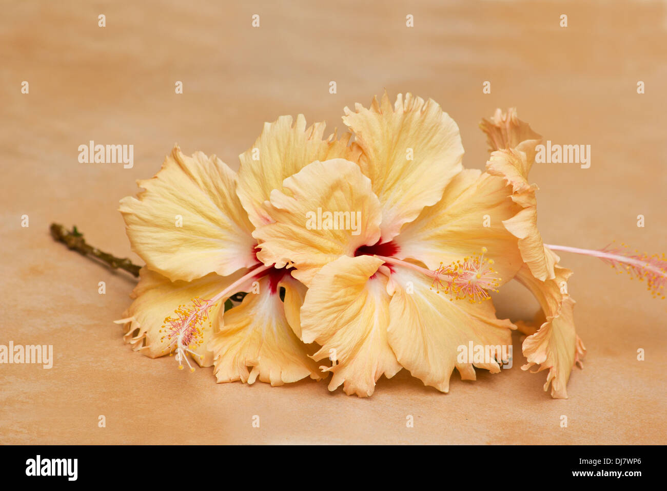 Peach colored hibiscus hi-res stock photography and images - Alamy