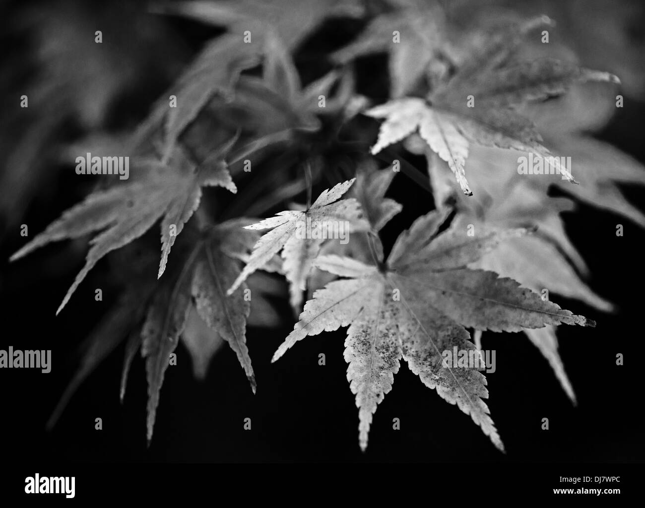 Red leaves acer palmatum Black and White Stock Photos & Images - Alamy