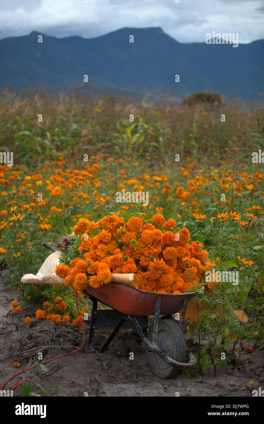 Marigold flowers used for the Day of the Dead celebrations grow in San