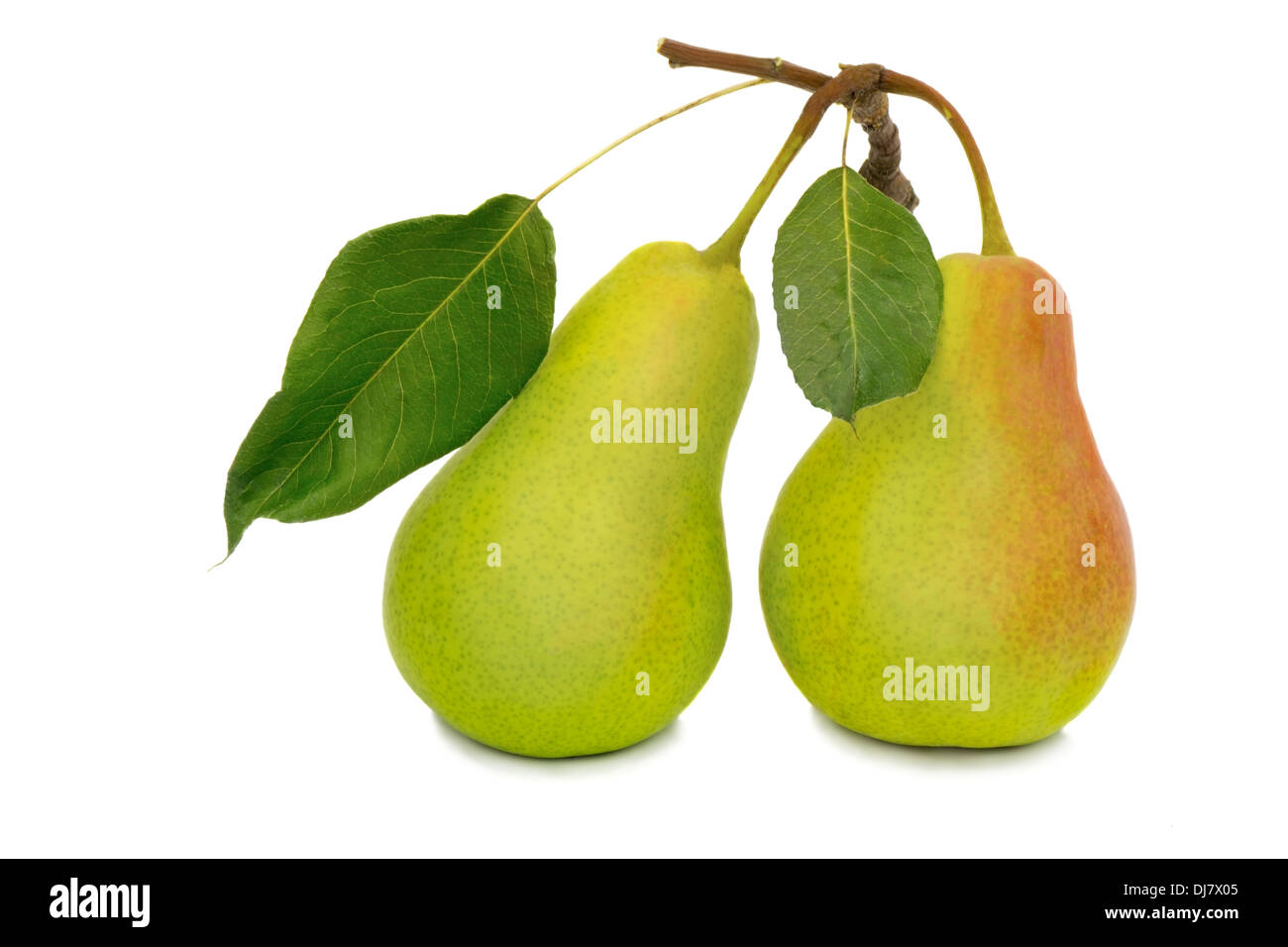Two ripe large yellow pears. Presented on a white background. Stock Photo
