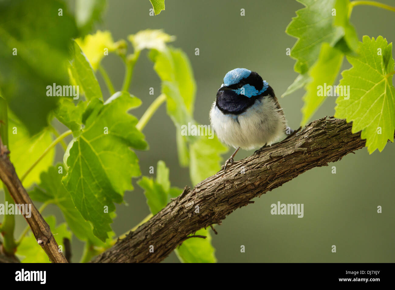 Male Superb Fairy Wren (Blue Wren) - Australia Stock Photo